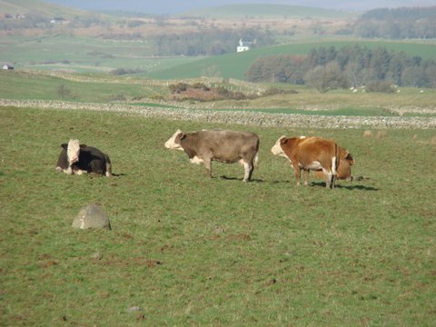Some of David's Simmental type cows enjoying some scarce late February sunshine.