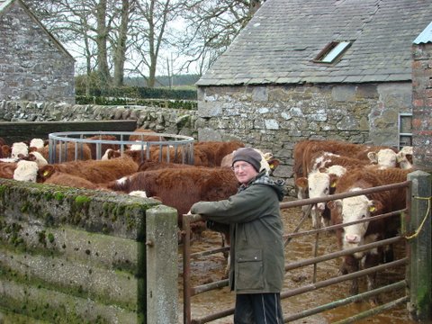 David proudly shows off his crop of Hereford suckled calves.