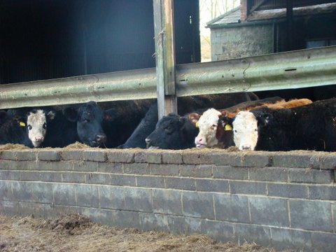 First crop of Hereford calves at Donkin Rigg