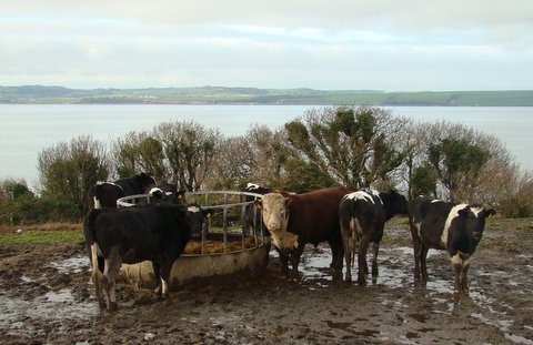 Ervie Advance 111400 in February 2014 with heifers.