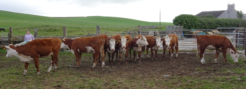 Selections made from fifty heifers on offer.