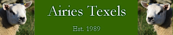 Airies Texels - Stock Tups