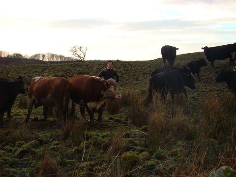 William with Ervie Advance 101208 and some of his cows in February 2014.