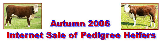 Autumn 2006 Internet Sale of Pedigree Heifers